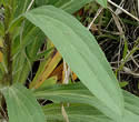 [photo of leaves]