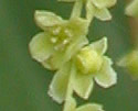[photo of male flowers]