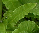 [photo of non-flowering plants]