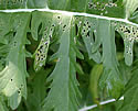 [photo of leaves]