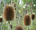 [photo of fruit]
