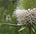[photo of flowers]