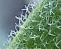[photo of stem and stem leaves]