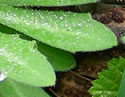 [photo of basal leaves]