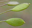 [photo of fruit]