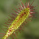 [photo of English Sundew]
