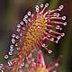 [photo of Spoon-leaf Sundew]