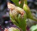 [photo of fruit]