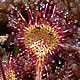[photo of Round-leaved Sundew]