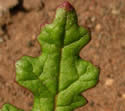 [photo of leaf]