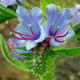 [photo of Viper's Bugloss]