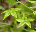 [photo of calyx and flower stalks]