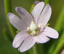 [photo of flowers]