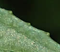 [photo of leaves]