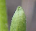 [photo of sepals, ovaries and buds]