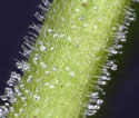 [photo of hairs and glands on the upper stem]