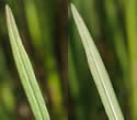 [photo of leaves]