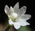 [photo of flower]