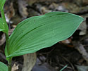 [photo of leaves]