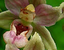 [photo of flowers]