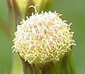 [photo of flowers]