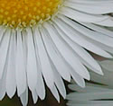 [photo of flowers]