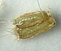 [photo of seed]