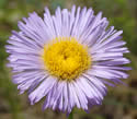 [photo of flower]