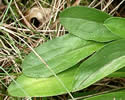 [photo of basal leaves]