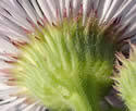 [photo of bracts]