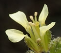 [photo of flowers]