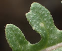 [photo of upper stem leaf]