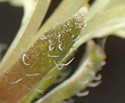 [photo of hairy sepals]