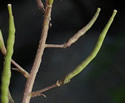 [photo of fruit]