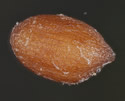 [photo of seed]