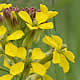 [photo of Western Wallflower]