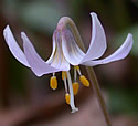 [photo of flower]