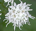 [photo of flowers]