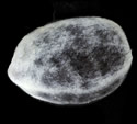 [photo of seed]
