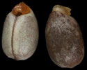 [photo of seed]