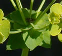[photo of cluster bracts]