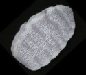 [photo of seed]