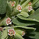 [photo of Ridge-seed Spurge]