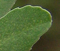 [photo of leaves]