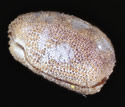 [photo of seed]