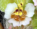 [close-up of flowers]