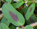 [photo of red-spotted leaves]