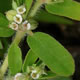 [photo of Spotted Spurge]