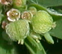 [photo of fruit]