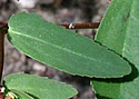 [photo of leaves]